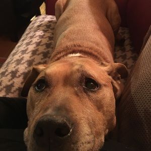 Meet your Posher, Lindsey